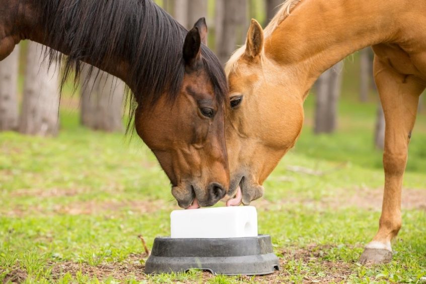 The Best Salt Block For Horses PinkSalt.com